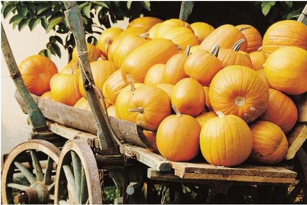 Tökmag / Cucurbitae semen Cucurbita pepo L. subsp. pepo convar. pepo var. Styriaca GREBENSC. Cucurbitaceae A drogot a közönséges tök héjnélküli -nek nevezett alakja szolgáltatja.
