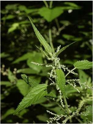 Csalánlevél / Urticae folium (Ph.g.VIII.) Urtica dioica L. és Urtica urens L.