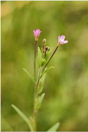 szterolok; flavonoidok, kávésav-származékok, szerves alifás savak, a fedőszőrökben acetilkolin, hisztamin Gyökér: fitoszterolok (β-szitoszterol és glikozidja,