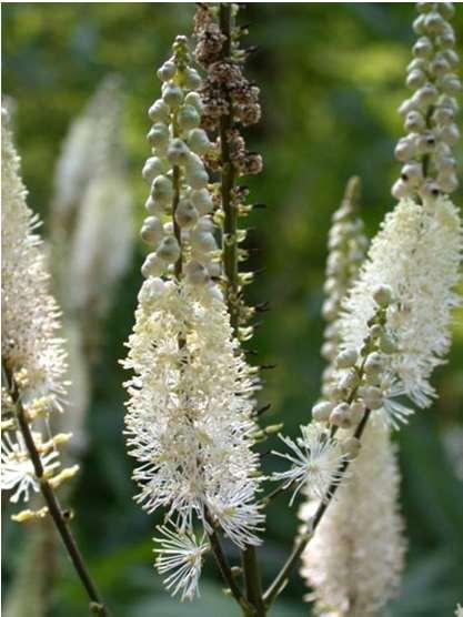 Poloskavész gyökértörzs Cimicifugae rhizoma (Ph.Eur.) Cimicifuga racemosa (L.) Nutt. (syn. Actea racemosa L.