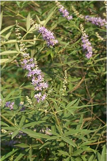 Agni casti fructus Barátcserje termés (Ph.g.VIII.) Vitex agnus-castus L.