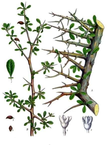 Mirha Myrrha (Ph.g.VIII.) Commiphora molmol Engler [syn. C. myrrha (Nees) Engl.
