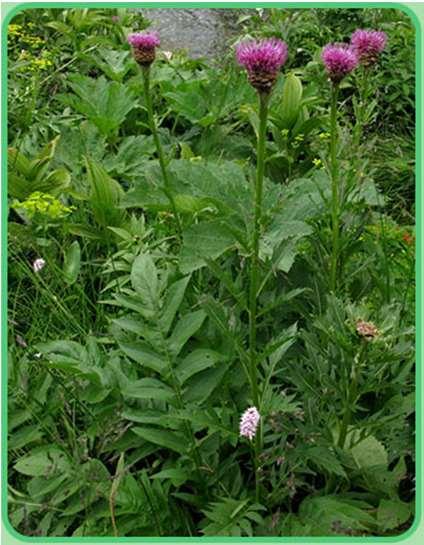 Szekliceimola Leuzea carthamoides DC. [syn.: Rhaponticum carthamoides (Willd.