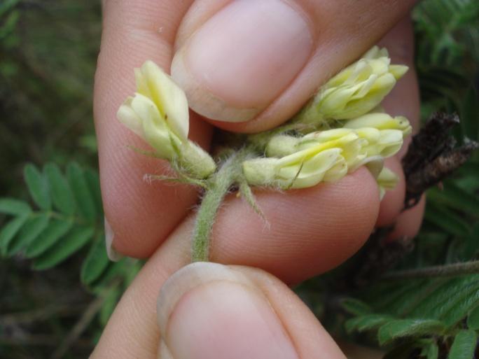 Fargašová Atlas of seeds and fruits of Central and East-