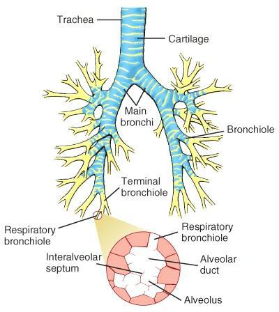 Orr Garat - Gége Gégefedő Hangszalag ( trachea ) Légcső Tüdő Főhörgők C alakú porc Hörgők (bronchi lobales, b. ( segmentales Porcdarabok, kevés simaizom Hörgőcskék (bronchioli, b. terminales, b.