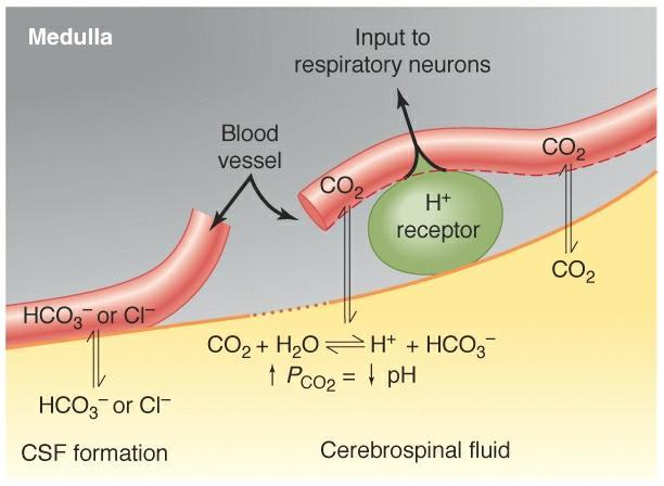Kemiai receptorok A nyúltvelő ventrális felszínén CO 2 tenzió változás az inger.