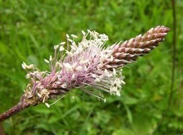 Plantago lanceolata