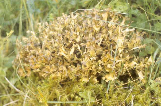 Lichen islandicus - izlandi zuzmó Ph. Hg. VIII.