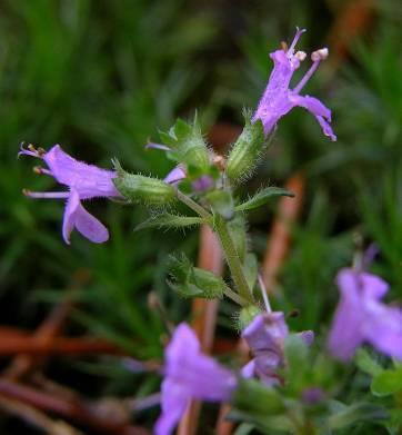 Thymus serpyllum