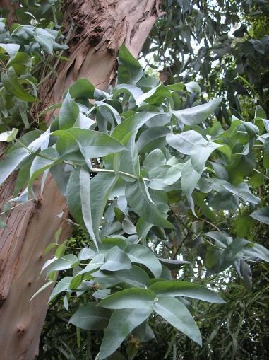 Ph.Hg.VIII. Eucalypti folium, Eucalypti aetheroleum Eucalyptus globulus Labill. (Myrtaceae) E. polybractea, E.