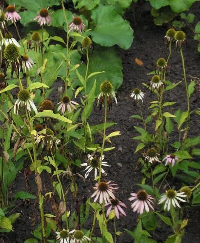 Echinaceae radix (és herba) - Kasvirág-gyökér (és föld feletti hajtás)