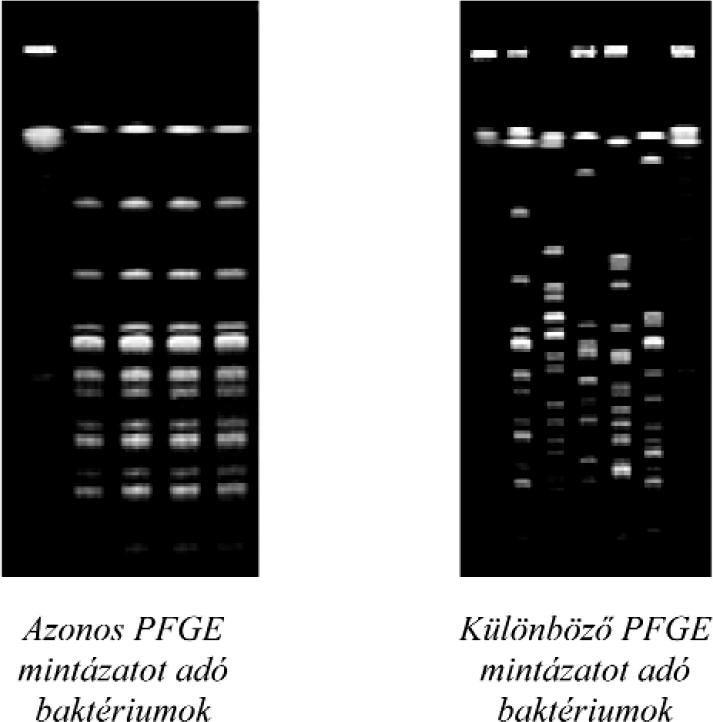 Mikrobiológiai vizsgálati módszerek gel electrophoresis = pulzáltatott mezejű gélelektroforézis) módszerrel lehet elválasztani.