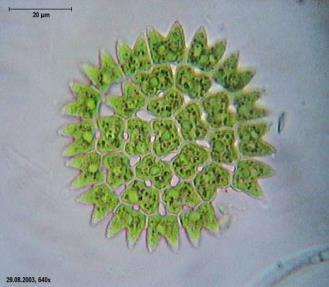 biomassza Cellulóz etanol Quelle: NOVAgreen