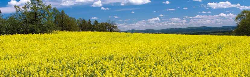 Repcebecô-ormányos Repcebolha kártétel Repcebolha Gyors, alapos, biztonságos Dózis: 0,15 l/ha; Javasolt lémennyiség 250-400 l/ha Napjaink piretroidja