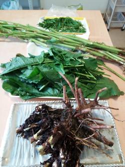Emiatt a növény kevesebb fényt, illetve csapadékot kaphatott. [3] MSZ 12739/4-78 szabvány. 3. ábra. A réti lósóska (Rumex obtusifolius L.) laboratóriumi előkészítése. B.