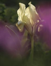 hérics (Adonis vernalis), és a leánykökörcsin (Pulsatilla grandis), melyek mérgezőek lévén a legeltetést kiválóan, a virágszedő turizmust és a gyepfajok konkurenciáját viszont nehezen tűrik.