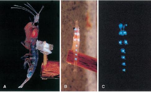óceán nyílt vizében Classis Malacostraca biolumineszcencia (ún.