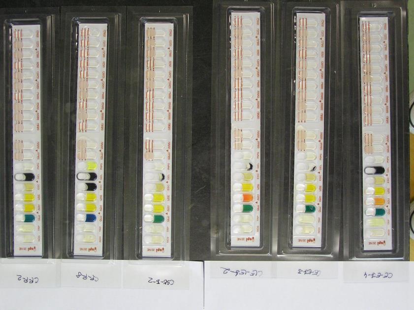 Módszerek Első lépésben miniatürizált keresése identifikációs Yersinia tesztekkel API, BBL Crystal Azonosítás szekvenálással 16S rdns alapján R1492 primer NetBlast, EzTaxon Élelmiszerből izolálása