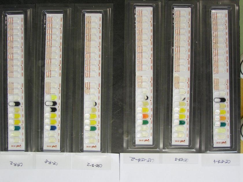 Módszerek Első lépésben miniatürizált keresése identifikációs Yersinia tesztekkel API, BBL Crystal Azonosítás szekvenálással 16S rdns alapján R1492 primer NetBlast, EzTaxon Élelmiszerből izolálása