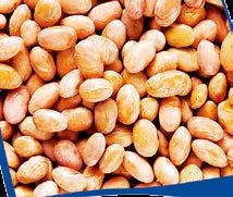 mm) 20 kg Burgonyakocka (20x20 mm) 20 kg Cékla kocka Cukkini