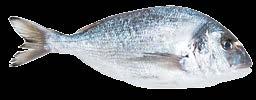 bőrös és bőr nélküli --- 1 kg 10x1 kg Makréla (fejjel, farokkal, bél nélkül), glazúr nélk.