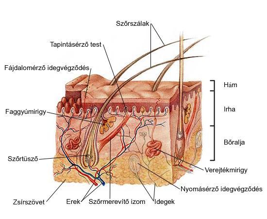 Összeállította: Törökné Török Ildikó Lektorálta:??? Érdekességek a bőrrel kapcsolatban 1.