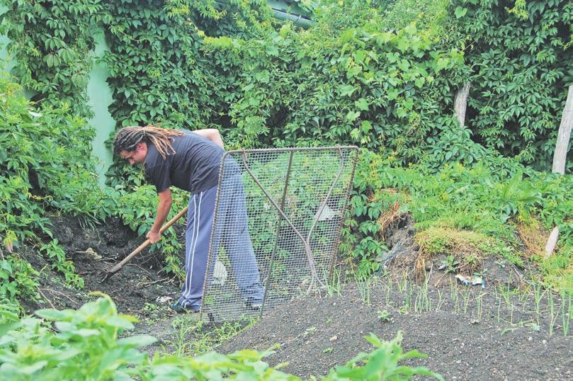 Az illatok eltérítő hatását használja ki a légtértelítés módszere az almát, körtét, szilvát vagy szőlőt fenyegető molyok ellen.