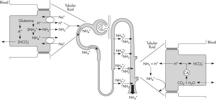 Az NH 3 /NH 4+