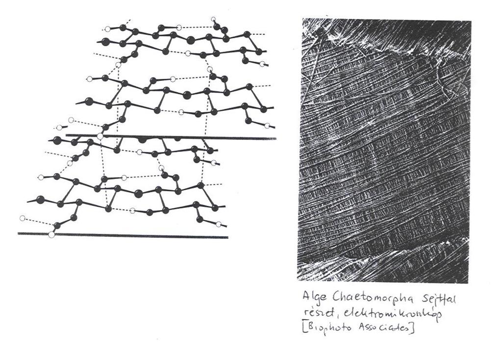 CELLULÓZ: homogliká, egyees lác, β-glikozid kötés, (1-4 ) kötés dimer: