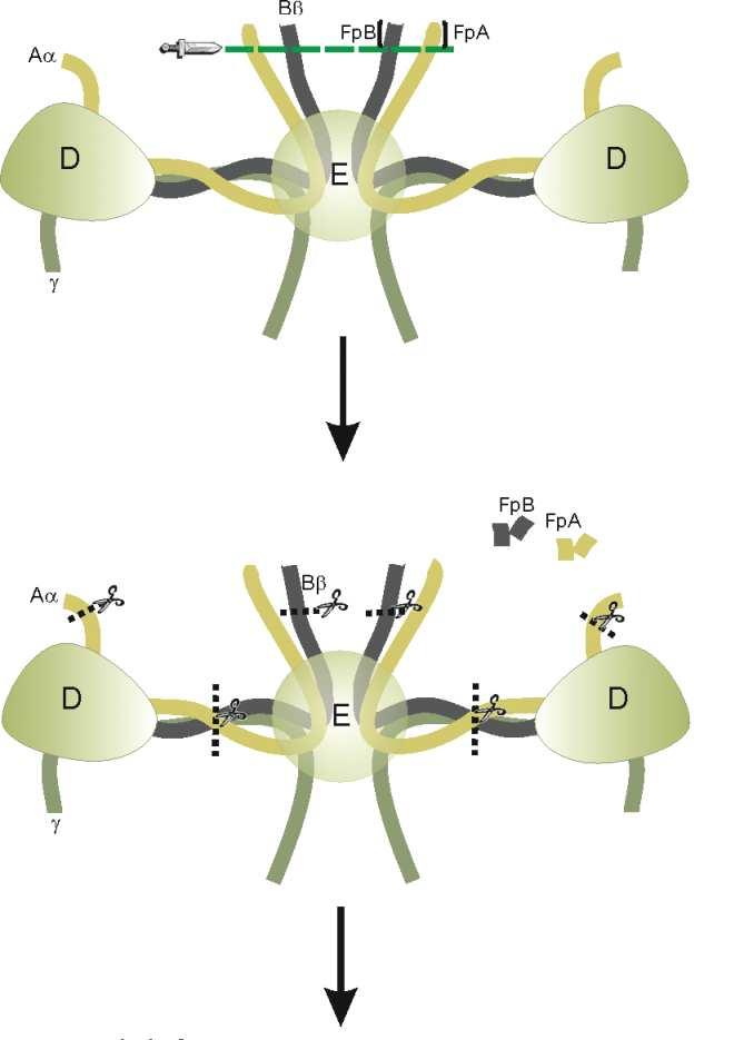 Irodalmi áttekintés 2. ábra: A fibrin(ogén) szerkezete és hasítási helyei (Jennewein et al., 2011). A fibrinháló képződésének első lépése a fibrinogén trombin általi hasítása.