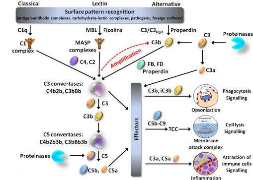 Irodalmi áttekintés 4. ábra: A komplementrendszer. (Oikonomopoulou et al., 2012) (A Springer engedélyével. Az ábra jogtulajdonosa nem engedélyezte az ábra lefordítását.