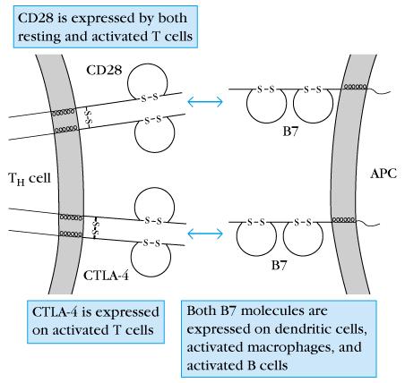 CTLA-4 (CD152) T sejt