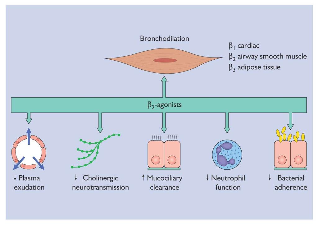 β 2 -agonista hatások Bronchodilatáció β 1 cardiális β 2 pulmonális β3 zsirszövet β 2 -agonisták
