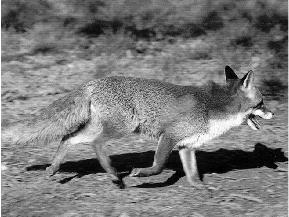A ragadozó gazdálkodás elméleti alapjai A róka (Vulpes vulpes) Ragadozógazdálkodás Aldo Leopold (1933) a vadgazdálkodás megalapozása A számunkra érdekes-értékes vadászható, vagy védett faj