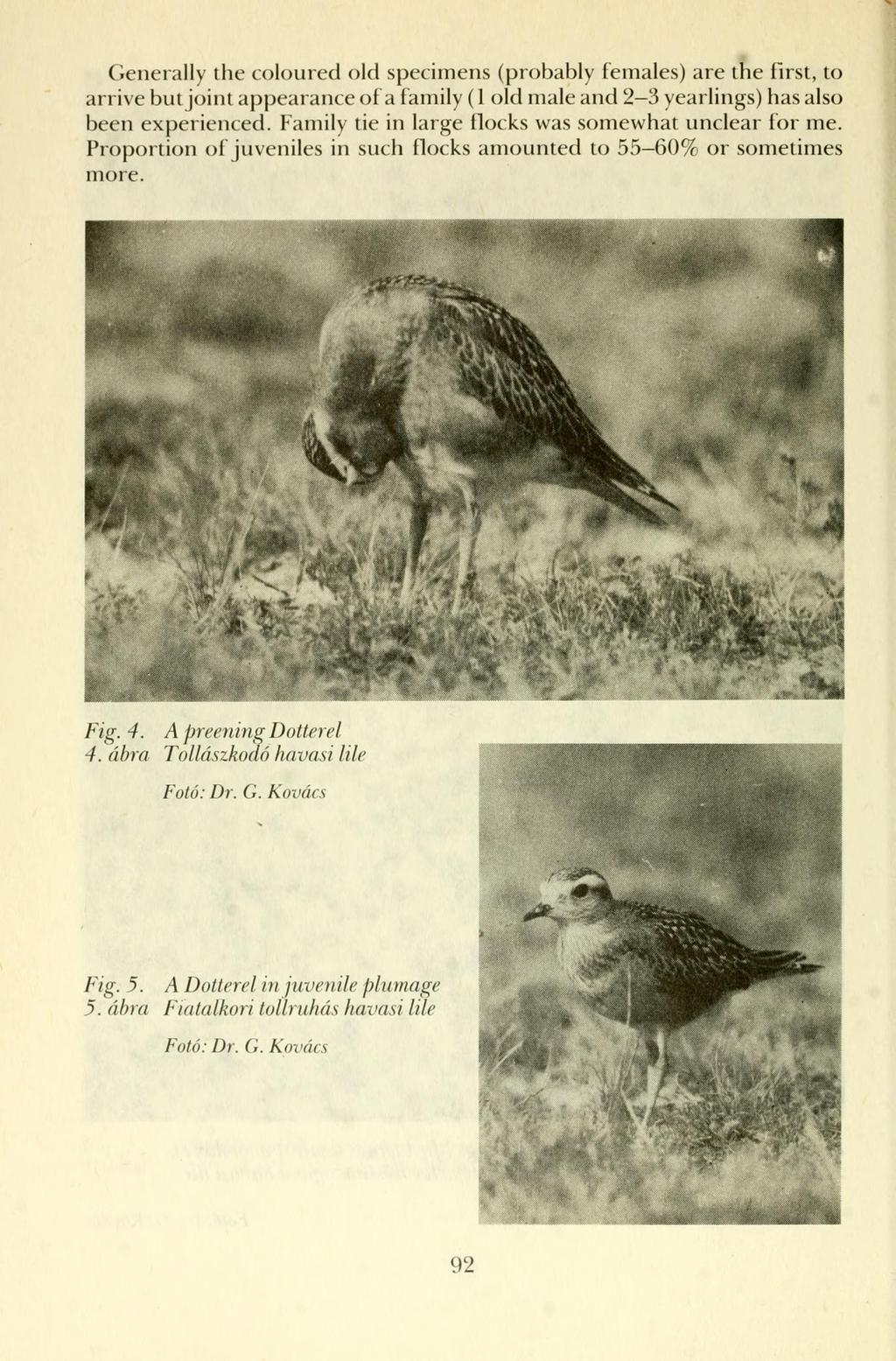 Generally the coloured old specimens (probably females) are the first, to arrive but Joint appearance of a family (1 old male and 2 3 yearlings) has also been experienced.
