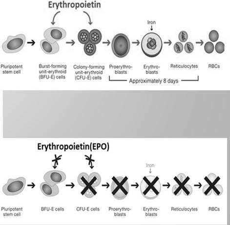EPO receptor az erythroid progenitor sejten EPO nem-erythroid hatásai Wang et al.