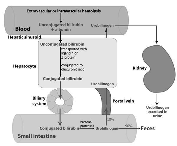 Epefesték jellemzői Hemoglobinból (80 %), szöveti hemoproteinekből (mioglobin, citokrómok, enzimek) Antioxidáns hatás Nem konjugált bilirubin: van den Bergh-reagenssel alkohol jelenlétében ad lila