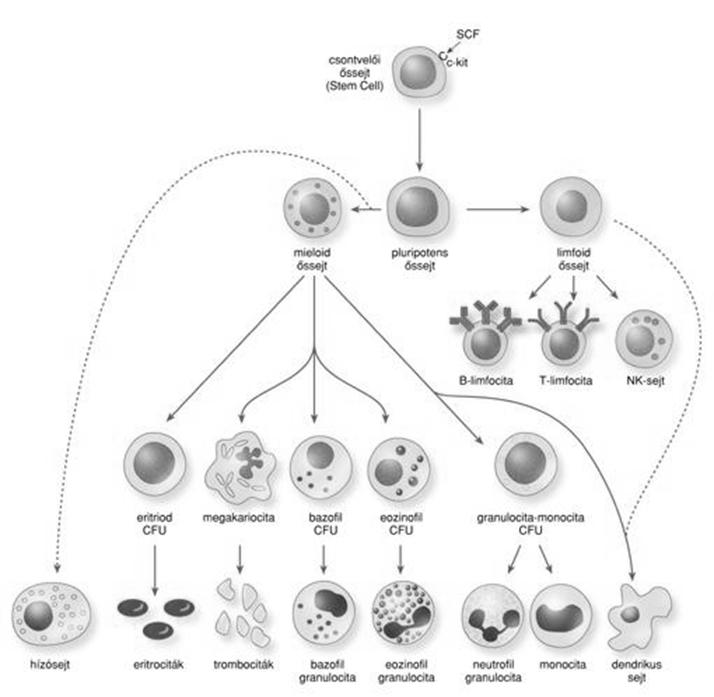 A fehérvérsejtek (leukocyták) Szám: 5-8 000 sejt/µl Lymphohaematopoeticus őssejtből (haematopoetic stem cell, HSC) Vörös csontvelő, vérkeringés, nyirokrendszer, szervek Kvantitatív vérkép: