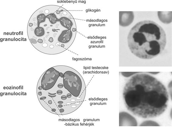 átmérő: 10-12 μm mag: szegmentált (többlebenyű) granulum: kicsi, gyengén festődik élettartam: néhány óra (lépben, szövetekben napok) célpont: baktérium, gomba Phagocytosis (bekebelezés)