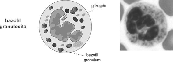 BASOPHIL - < 1% átmérő: 12-15 μm mag: kettő vagy háromlebenyű granulum: erős basophil festődés (kék) élettartam: néhány óra-nap Hisztamin felszabadulása gyulladás és allergia során anaphylaxia