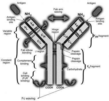 #Immunglobulinok IgG: leggyakoribb, phagocytáló sejtek Fc receptorához kötődik, placentán átjut IgM: ősi, kezdetben szintetizálódik IgA: nyálkahártya-secretumban IgE: cytophil