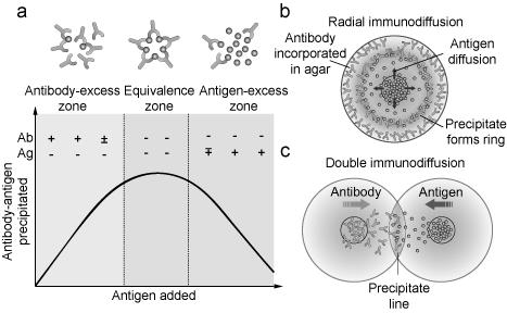 lokalizálja Hiánya májkárosodást okoz Haptoglobin α 2 - globulin Szabad