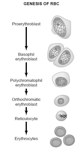#Reticulocyta Vvt prekurzor Tartalmaz: (bazofil anyagok) RNS, hemoglobin (34%), Golgi maradványok, mitokondrium, (esetleg s.