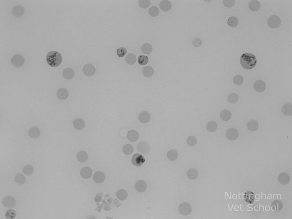 érett erythrocyta Retikulocyta számolása Jelentősége: a csontvelő erythropoietikus aktivitásáról ad információt