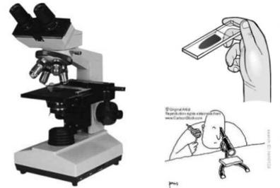 sejtméret meghatározásán keresztül a sejttípus azonosítására is alkalmasak 2.