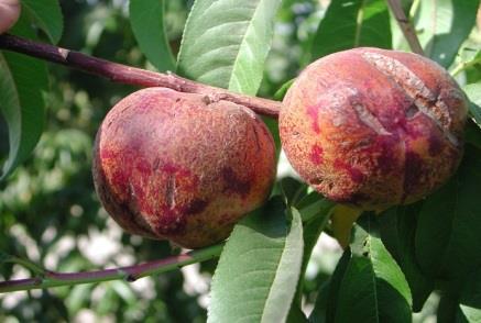 باعث امراض در درختان میگردد. برای استفاده کود به درختان دو راه وجود دارد.