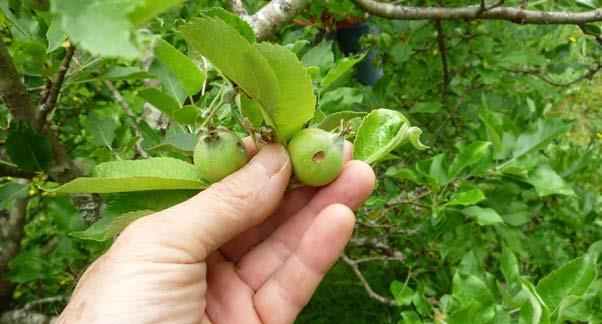 همانطور که شما هر کلستر )خوشه( را یکه کاری نمودید میوه های آسیب دیده را در