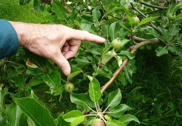 فاصله بین دو میوه مشت خویش را