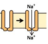 Az ioncsatornák osztályozása Kapuzás szerint megfelelő inger hatására bekövetkező konformáció változás a fehérjében, mely a csatornák különböző állapotaihoz vezet (pl.