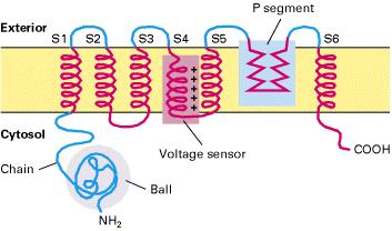 + + + A feszültség kapuzott ioncsatornák főbb szerkezeti elemei extracelluláris citoszolikus feszültség érzékelő pórust alkotó S5-S6 hurok